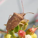 Euschistus crenator