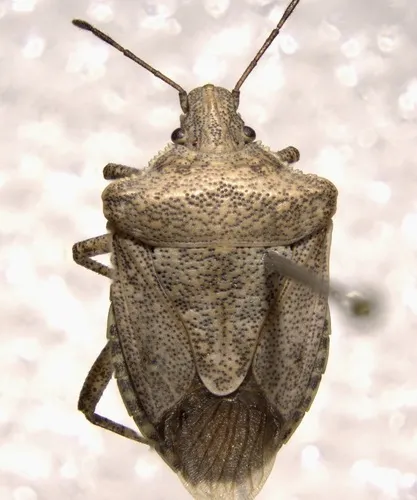 Euschistus egglestoni
