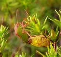 Euschistus ictericus