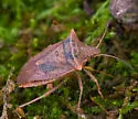 Euschistus ictericus - photo 2