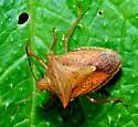 Euschistus ictericus - photo 3