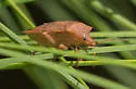 Euschistus ictericus - photo 4