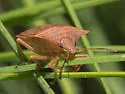 Euschistus ictericus - photo 5
