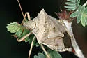 Euschistus inflatus - photo 2