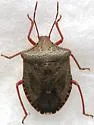 Euschistus inflatus - photo 4