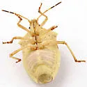 Euschistus latimarginatus - photo 2