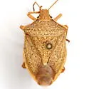 Euschistus latimarginatus - photo 3