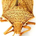Euschistus latimarginatus - photo 4