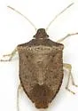 Euschistus obscurus