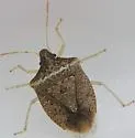 Euschistus obscurus - photo 3