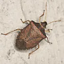 Euschistus obscurus - photo 4