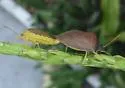 Euschistus obscurus - photo 5