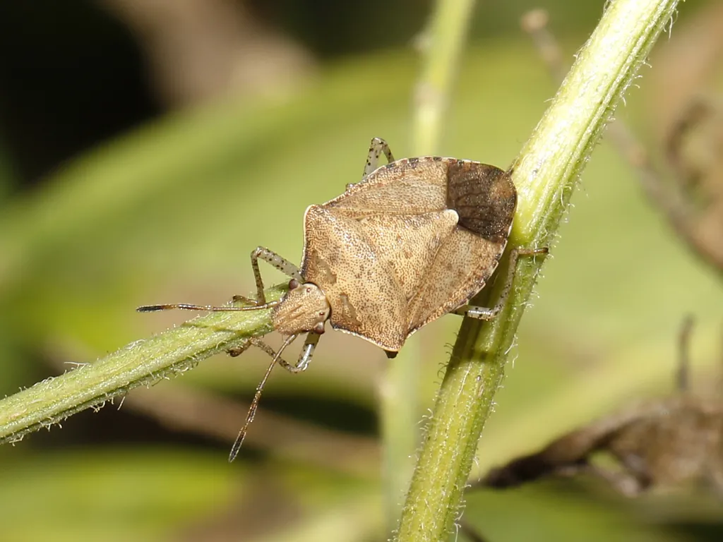 Euschistus politus - photo 2