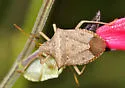 Euschistus quadrator