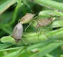 Euschistus quadrator - photo 2