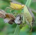 Euschistus quadrator - photo 4