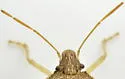 Euschistus quadrator - photo 5