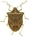 Euschistus rugifer - Euschistus rugifer