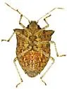 Euschistus rugifer - photo 3