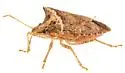 Euschistus rugifer - photo 5
