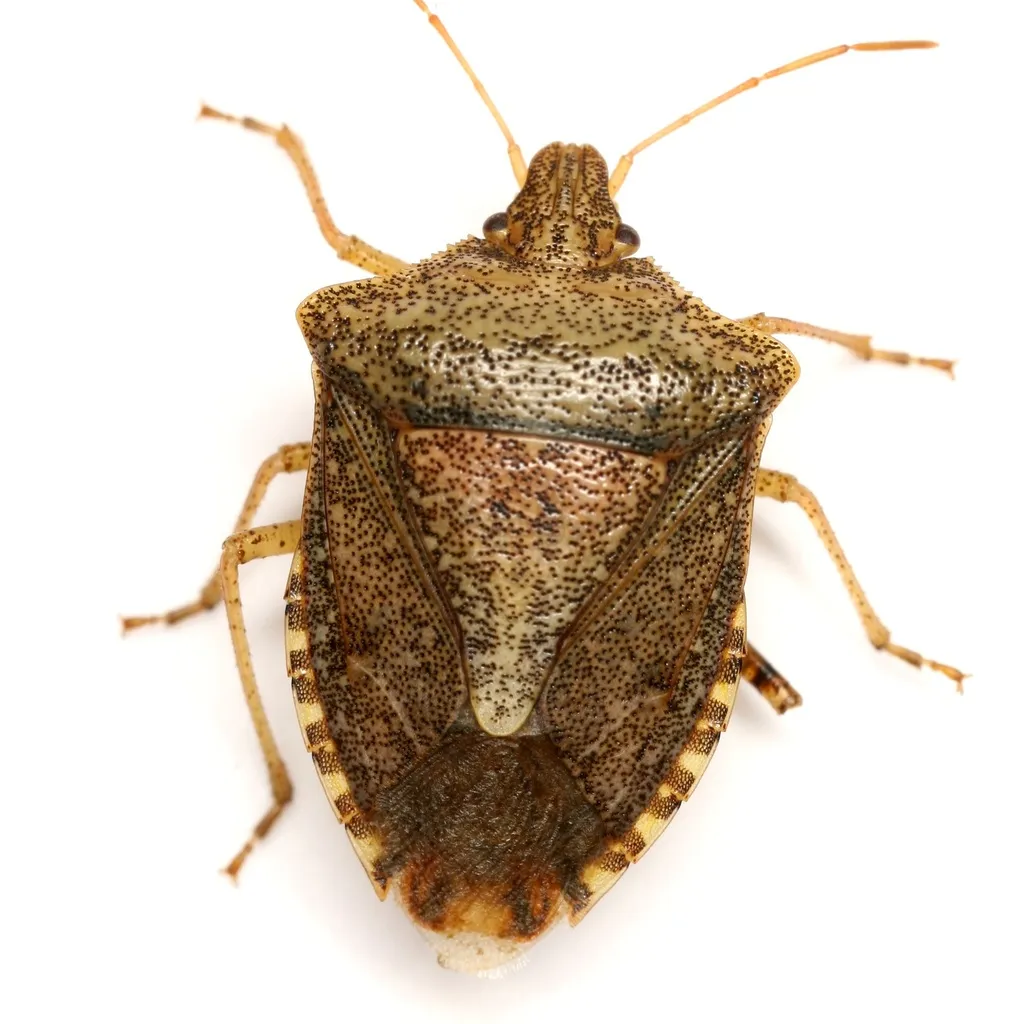 Brown Stink Bug