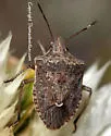 Euschistus strenuus