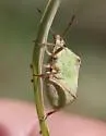 Euschistus strenuus - photo 3