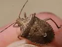 Euschistus strenuus - photo 4