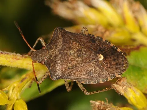 Dusky Stink Bug - photo 2