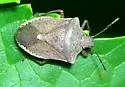 One-spotted Stink Bug