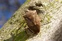 One-spotted Stink Bug - photo 2
