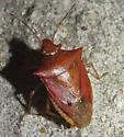 One-spotted Stink Bug - photo 3