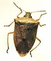 One-spotted Stink Bug - photo 4