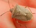 One-spotted Stink Bug - photo 5