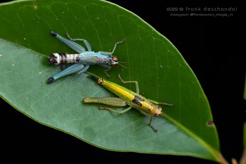 Bushhoppers - Euschmidtiidae