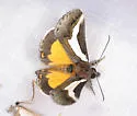 Staghorn Cholla Moth - Hodges#9308