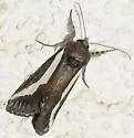 Staghorn Cholla Moth - Hodges#9308 - photo 2