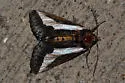 Staghorn Cholla Moth - Hodges#9308 - photo 4