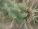 Staghorn Cholla Moth - Hodges#9308 - photo 5