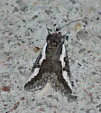 Purslane Moth - Hodges#9307 - Euscirrhopterus gloveri