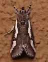 Purslane Moth - Hodges#9307 - photo 5