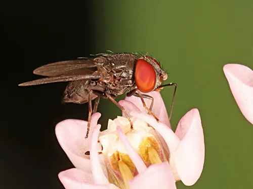Eusiphona cooperi