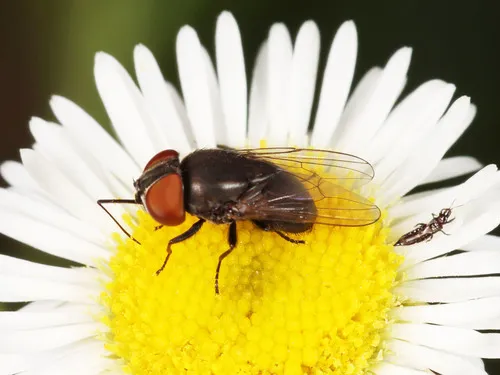 Eusiphona mira