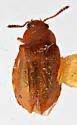 Eusphalerum aurifluum