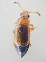 Eusphalerum californicum