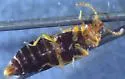 Eusphalerum carolinensis - photo 2
