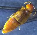 Eusphalerum carolinensis - photo 3