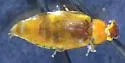 Eusphalerum carolinensis - photo 5