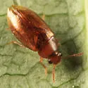 Eusphalerum convexum
