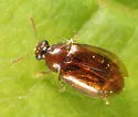 Eusphalerum convexum - photo 2